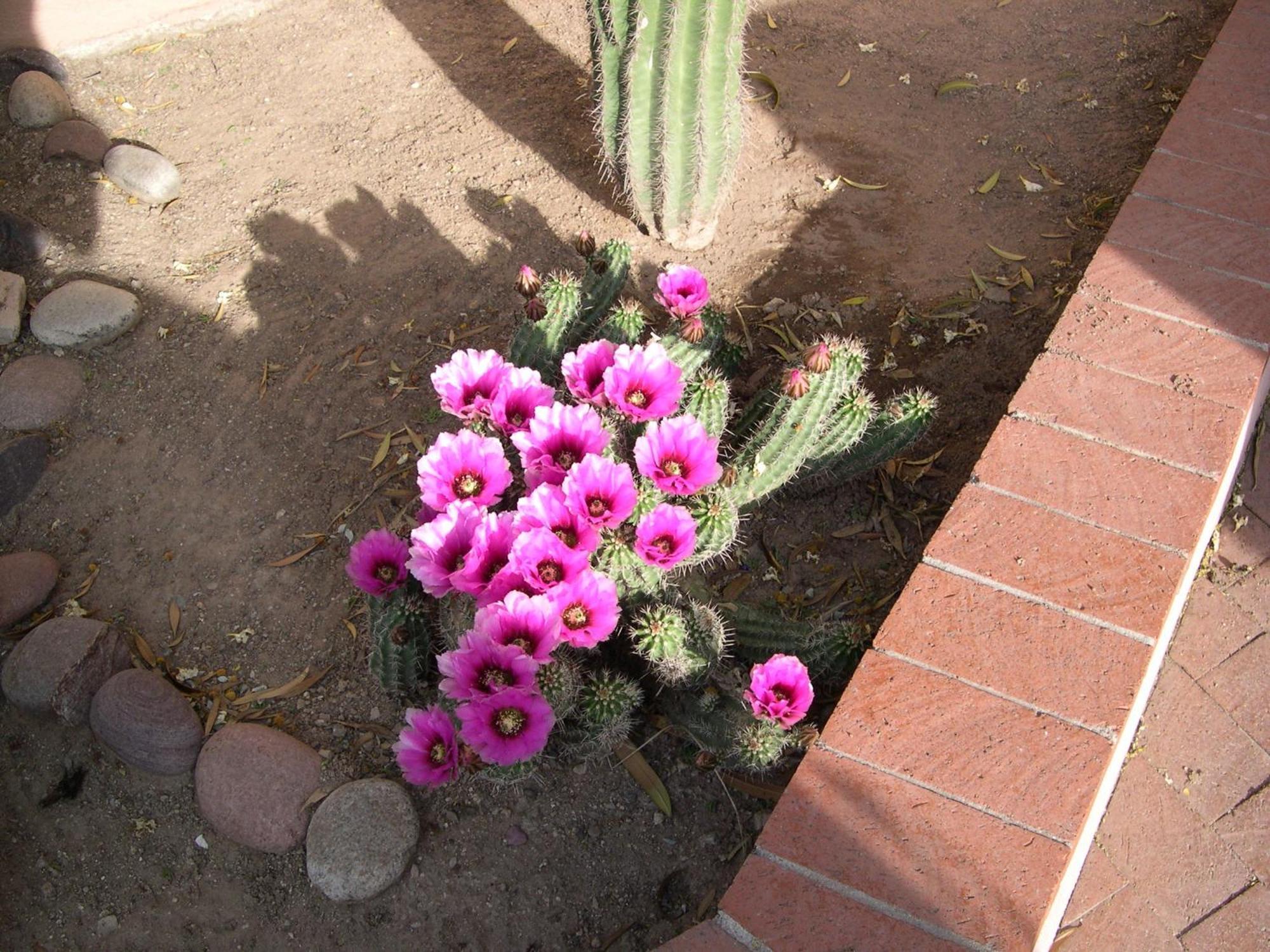 Adobe Rose Inn Tucson Ngoại thất bức ảnh