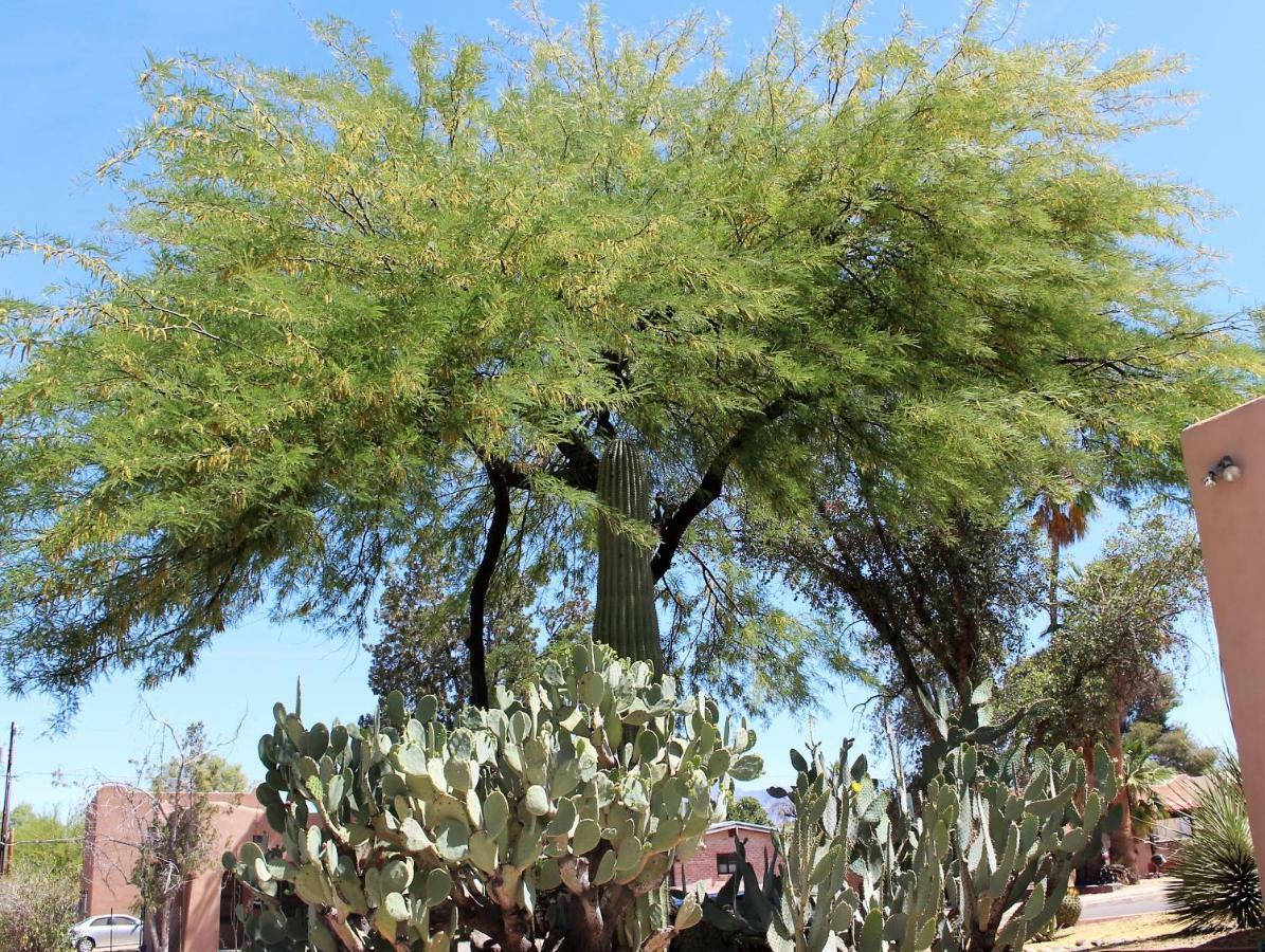 Adobe Rose Inn Tucson Ngoại thất bức ảnh